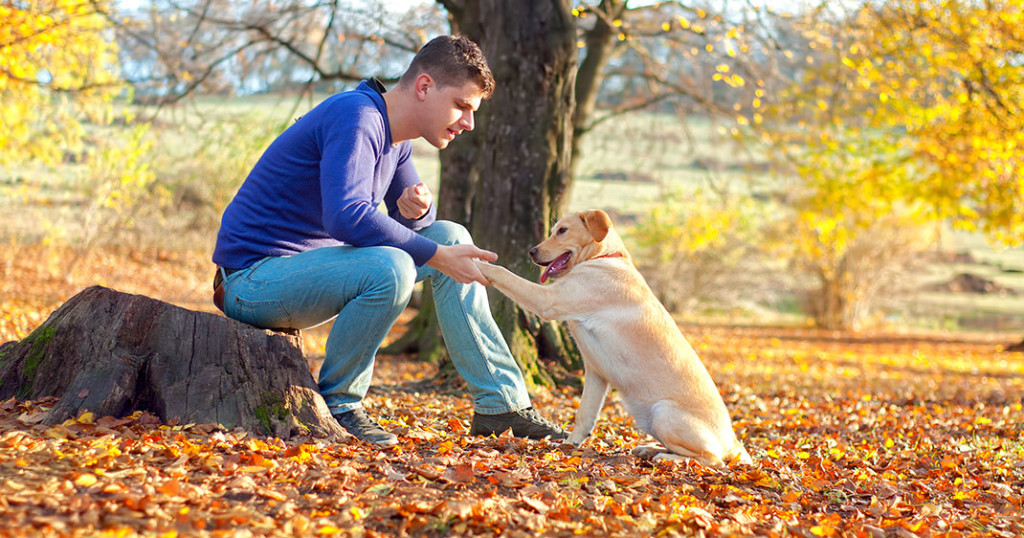 chiens-inseparables-24