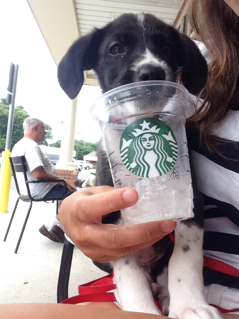 chiens-inseparables-22