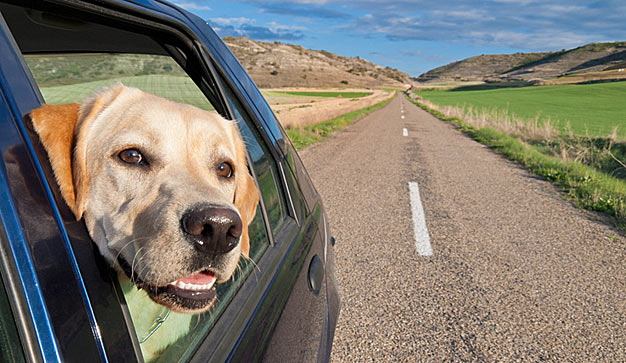 chiens-inseparables-9