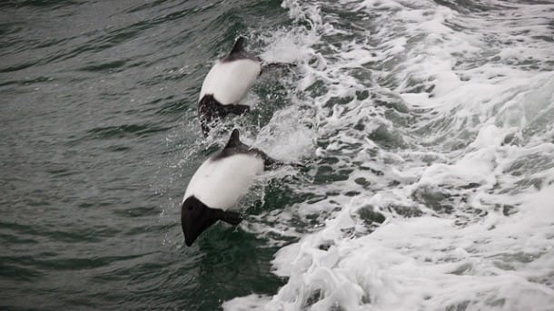 Commersons-Dolphin-in-the-wild-610x343