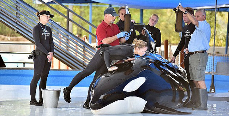 Unna-Orca-seaworld-cover