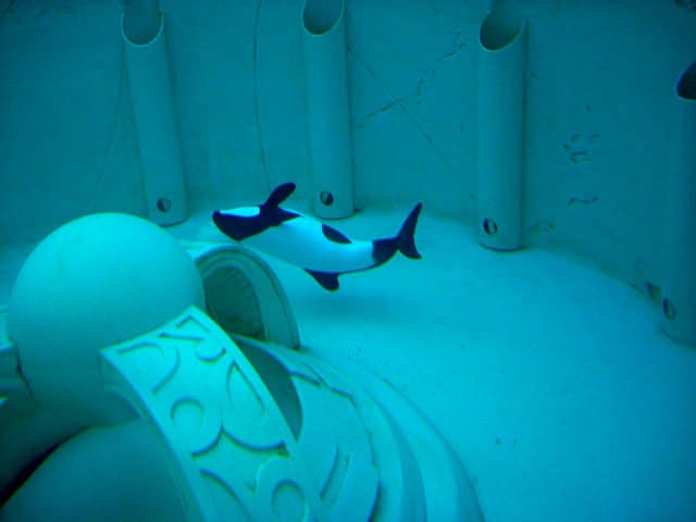 commersons-dolphin