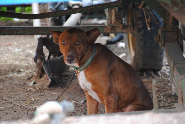 Galgos-Greyhound-chasse-7