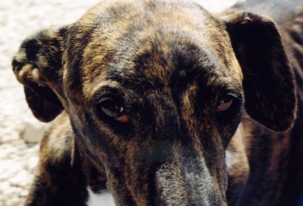 Galgos-Greyhound-chasse-9