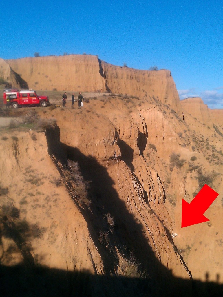 Galgos-Greyhound-chasse-15