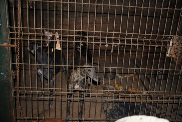 Galgos-Greyhound-chasse-1