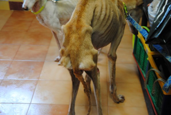 Galgos-Greyhound-chasse-5