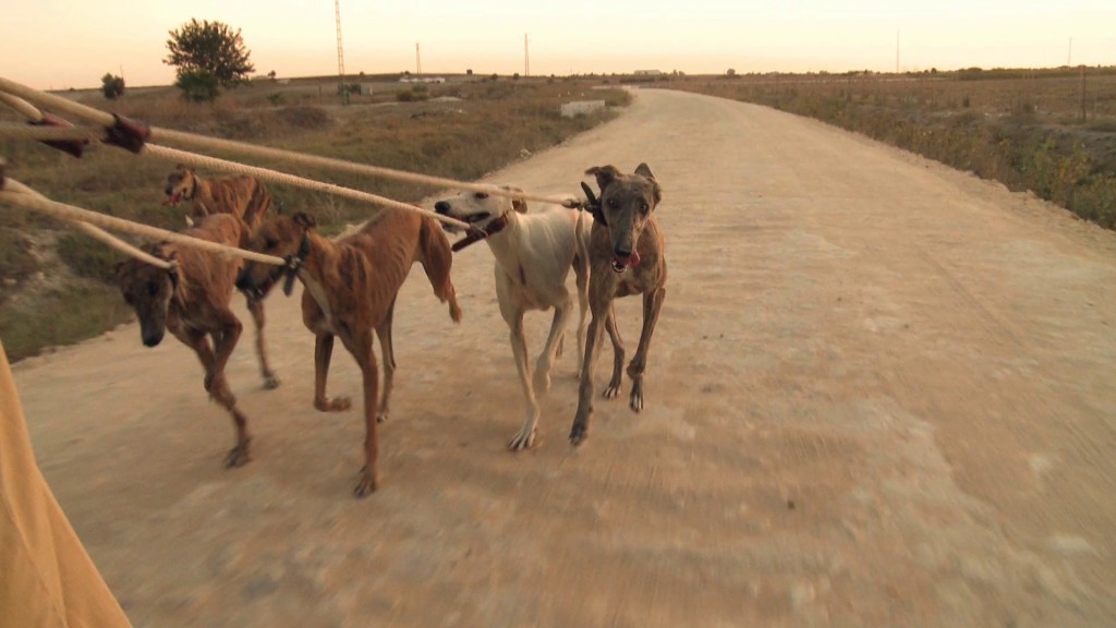 Galgos-Greyhound-chasse-11