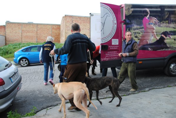 Galgos-Greyhound-chasse-14