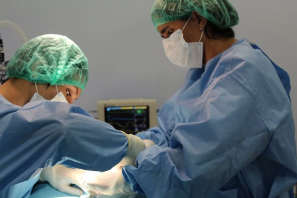 Galgos-Greyhound-chasse-6