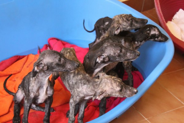 Galgos-Greyhound-chasse-12