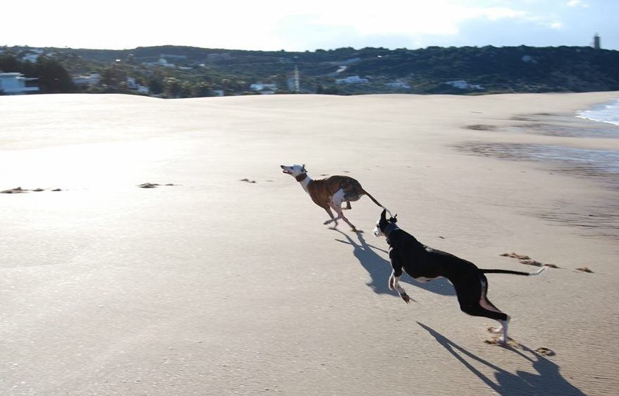 Galgos-Greyhound-chasse-19