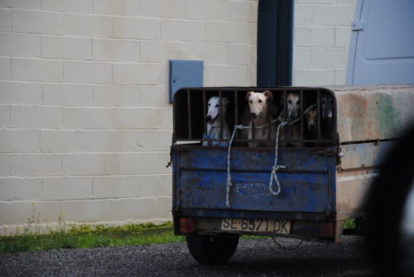 Galgos-Greyhound-chasse-10