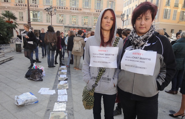 chat-immole-defenestre-nice-7