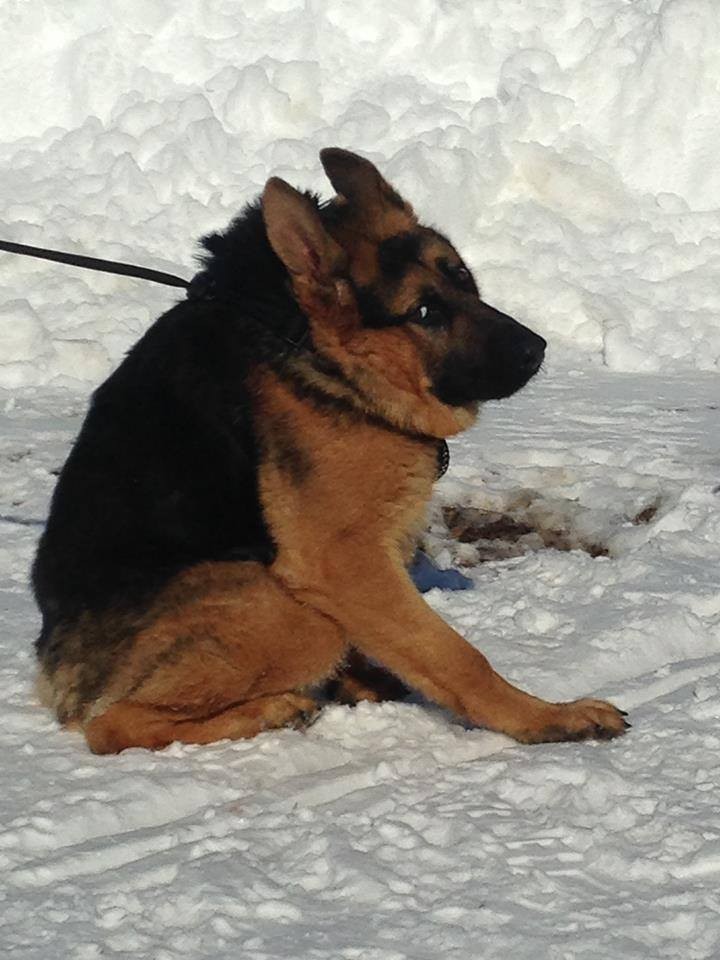 Quasimodo-german-shepherd-4