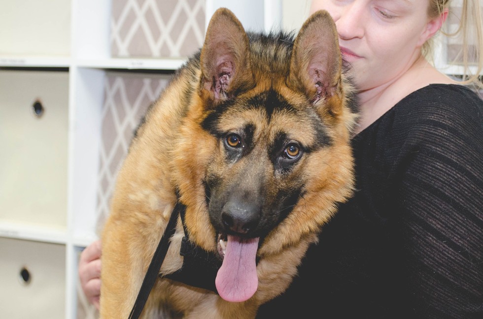 Quasimodo-german-shepherd-2