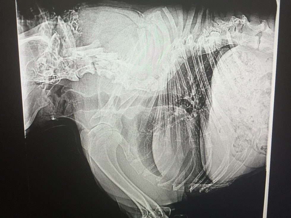 Quasimodo-german-shepherd-6