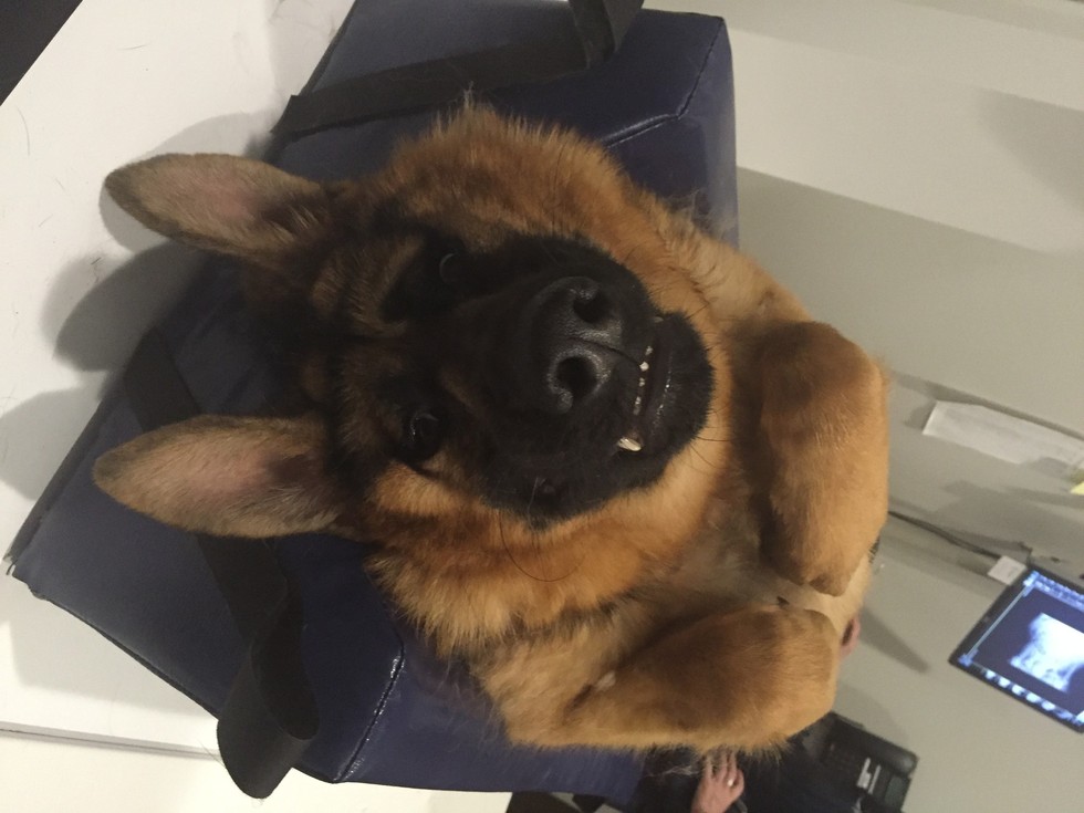 Quasimodo-german-shepherd-3