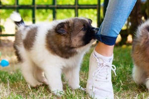 Elo puppy bites in a trousers