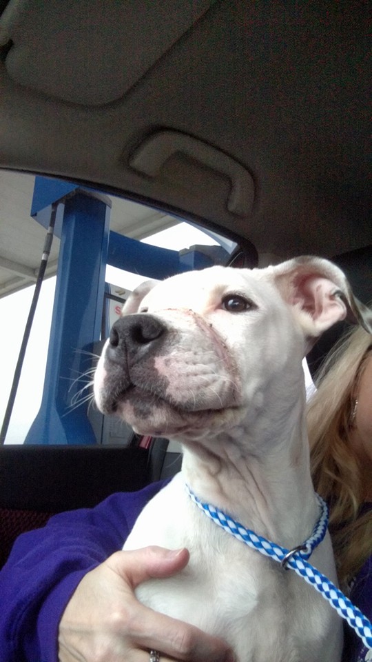 Chance-Pitbull-Richard-Cope-3