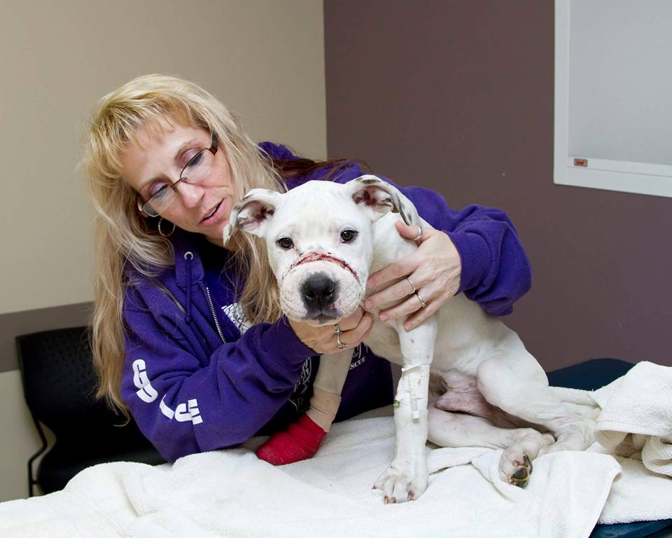 Chance-Pitbull-Richard-Cope-1