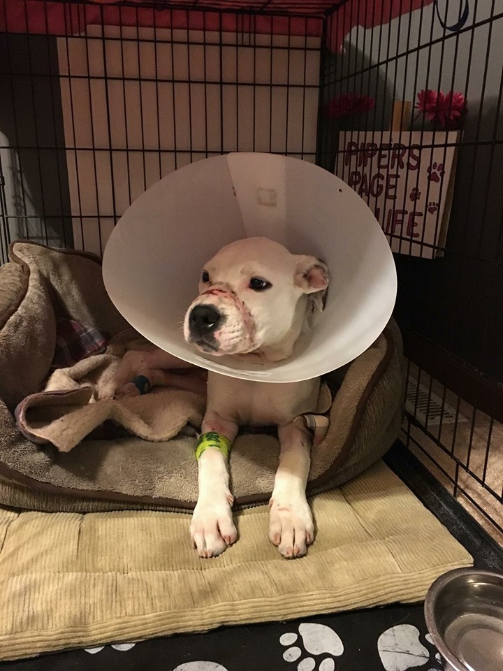 Chance-Pitbull-Richard-Cope-5