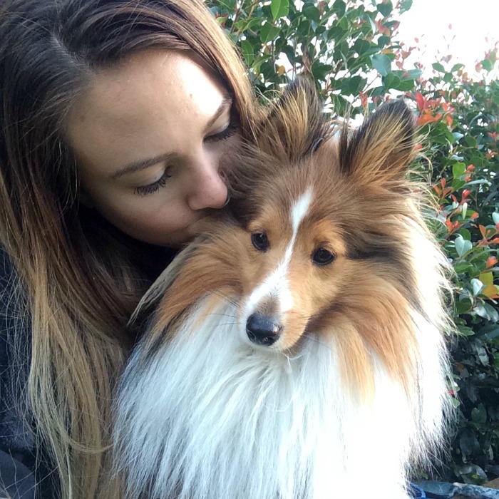 sheltie-1