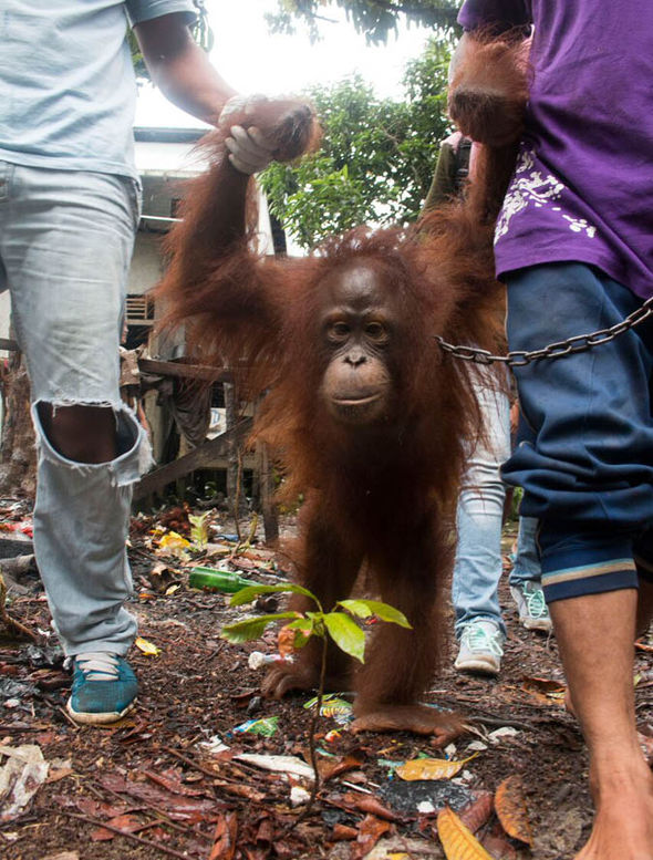 japik-orang-outan-10