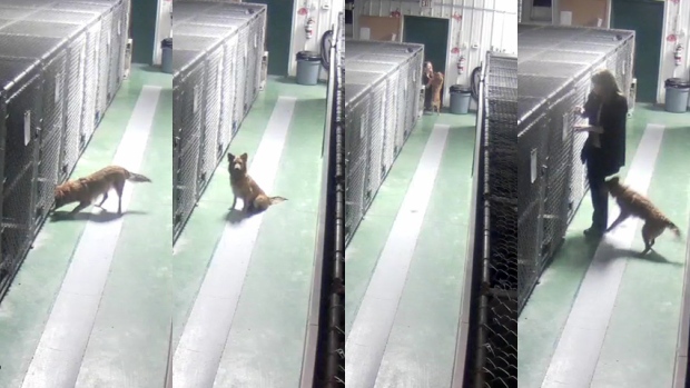 barker-s-pet-motel-and-grooming