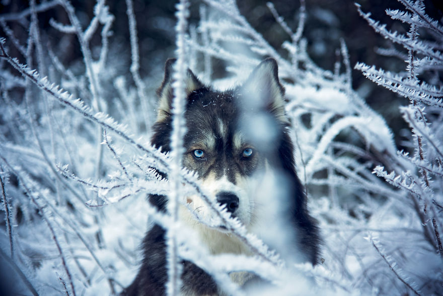 kyro-amanda-husky-14