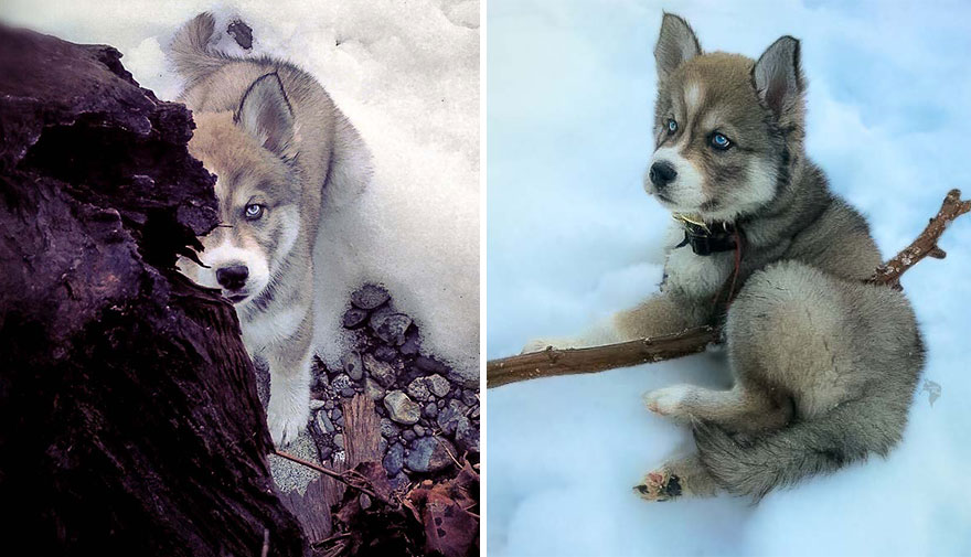 kyro-amanda-husky-11