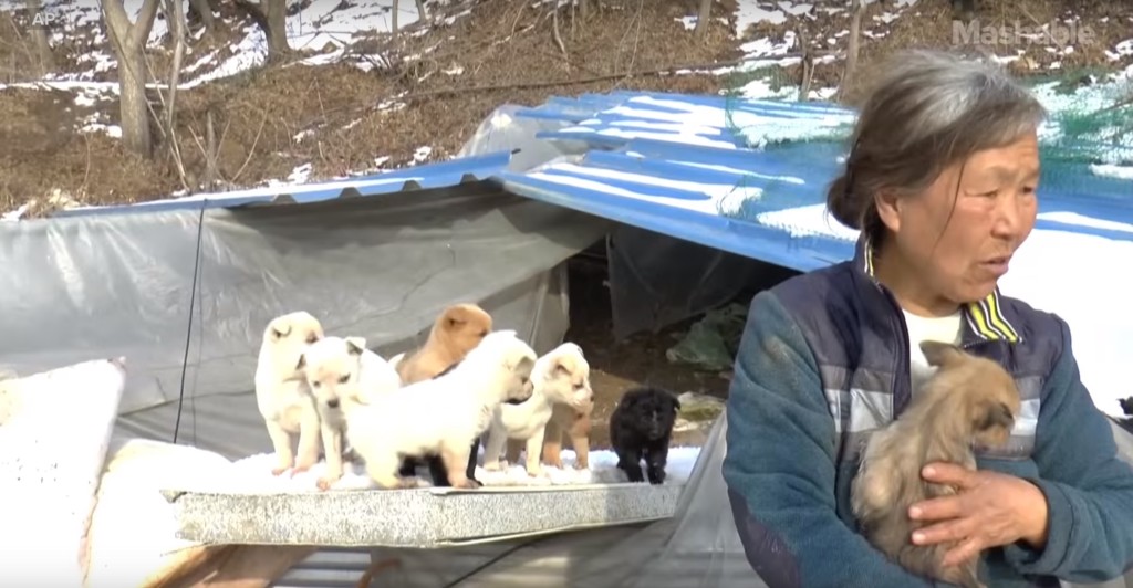 chiens-abattoir-coree-sud-1