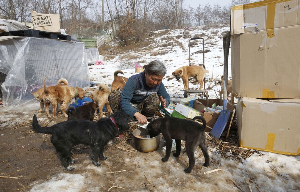 chiens-abattoir-coree-sud-6