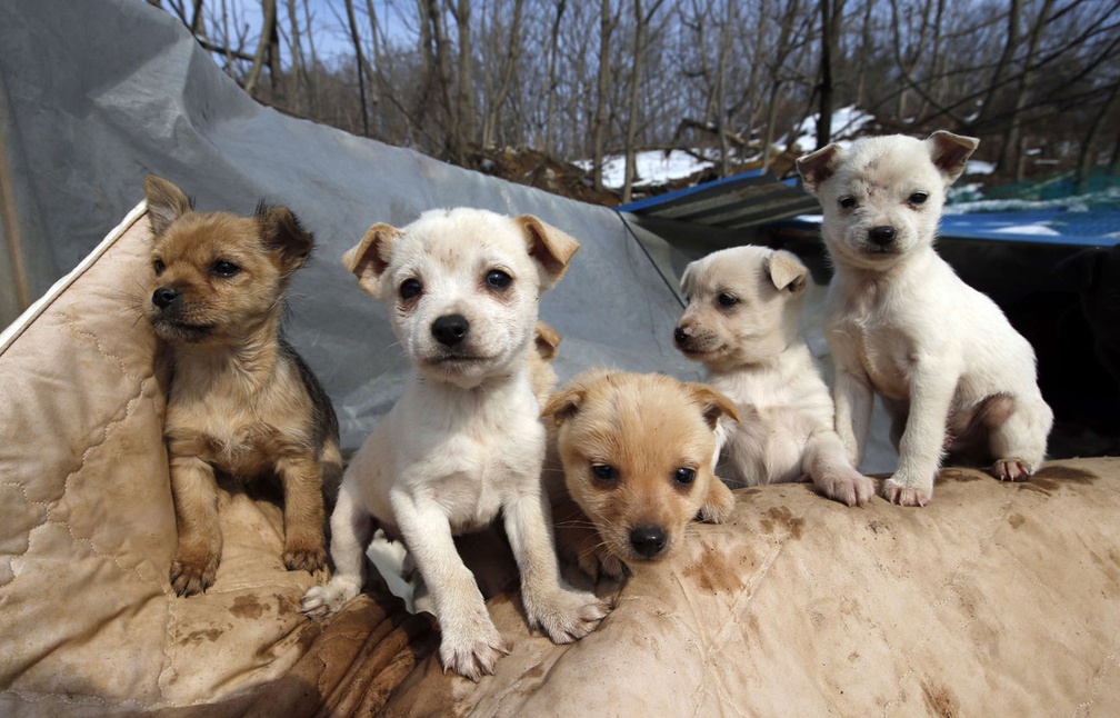 chiens-abattoir-coree-sud-7