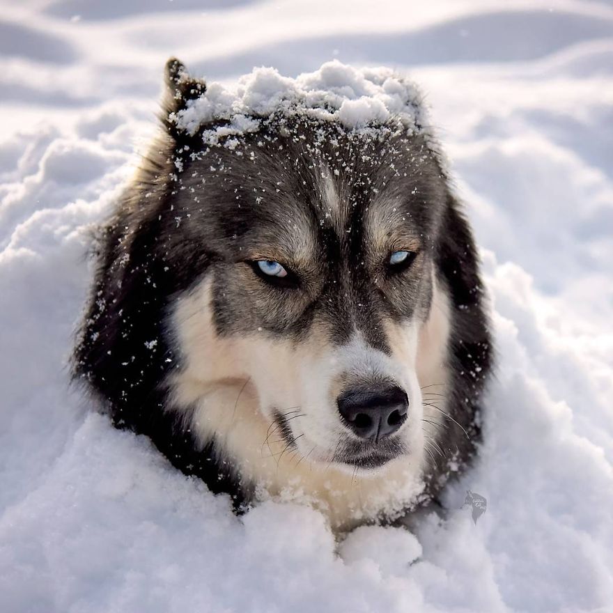 kyro-amanda-husky-19