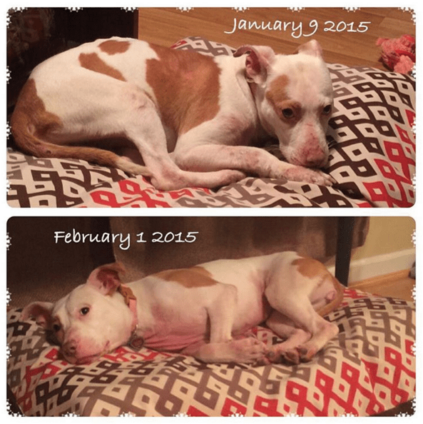 dog-vultures-rescue-5