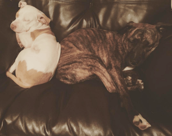 dog-vultures-rescue-7