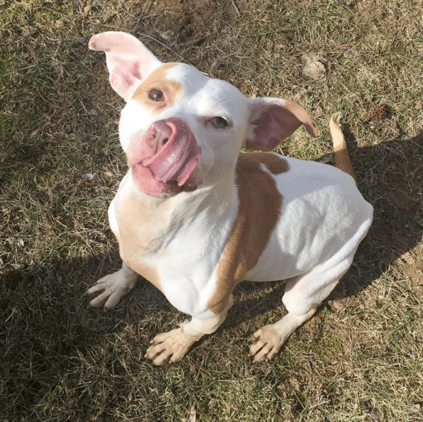 dog-vultures-rescue-10