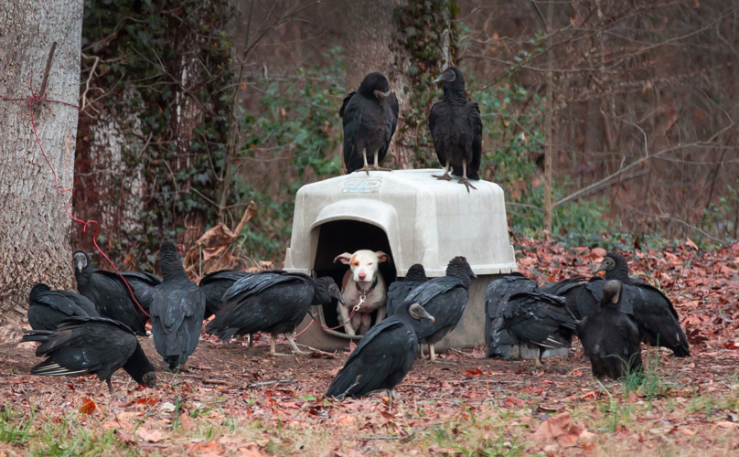 dog-vultures-rescue-1