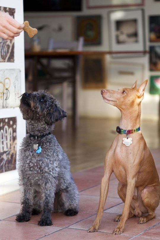 biscuit chien maison