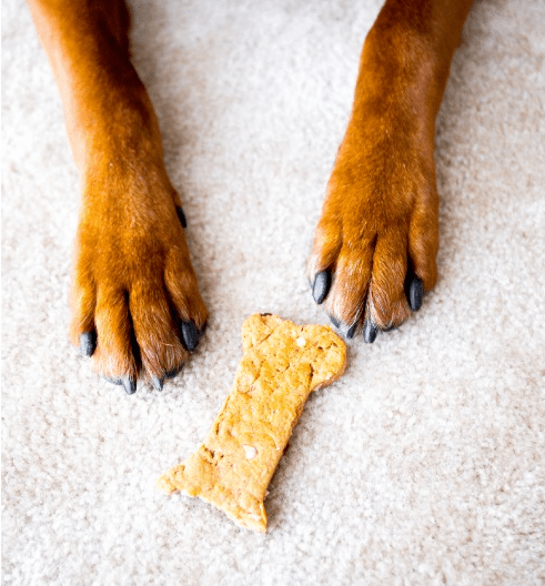 biscuit pour chien fait maison