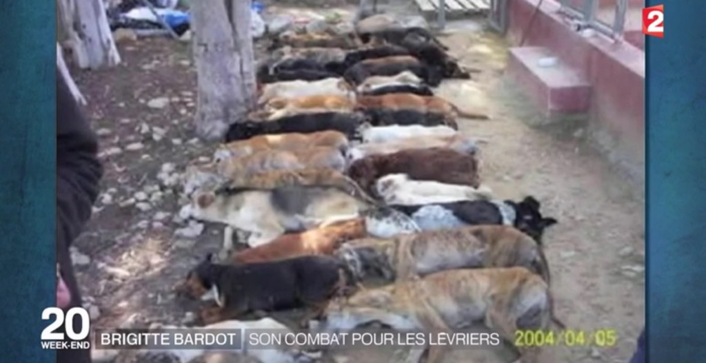 Levrier-brigitte-bardot-galgos-3