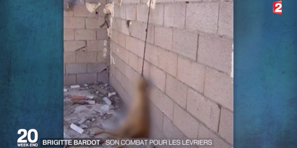 Levrier-brigitte-bardot-galgos-4