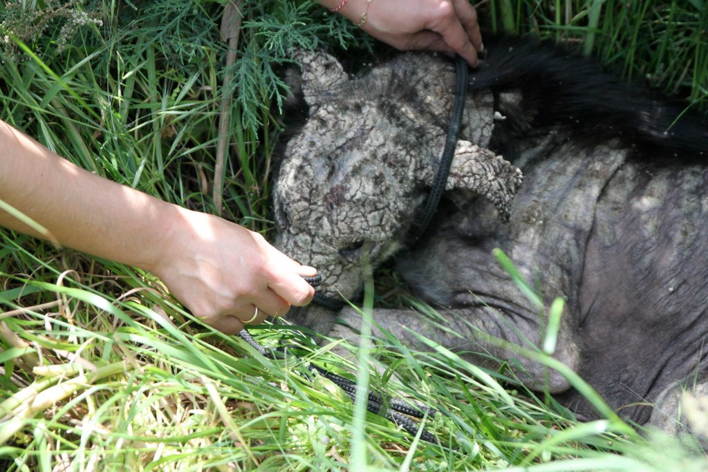 petra-transformation-5