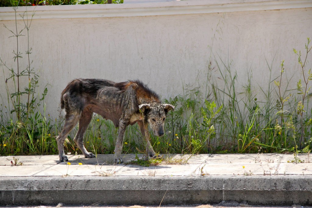 petra-transformation-4