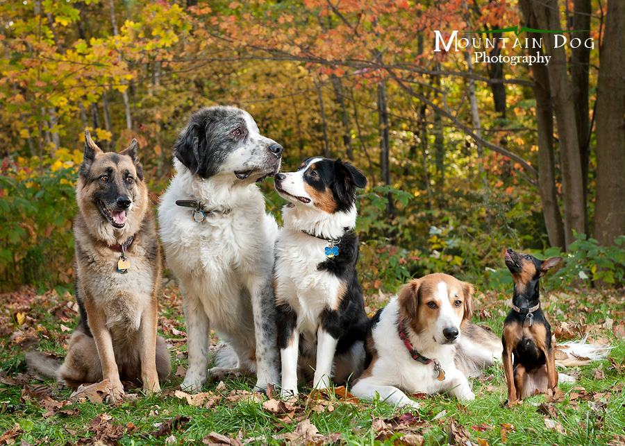 MDP_OurPack Common Mistakes Made By Dog Owners BowWow Times