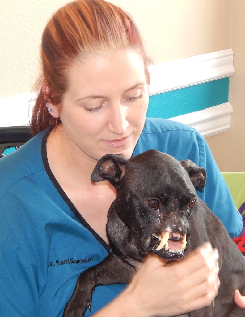 pitbull-defigure-Khaleesi-1