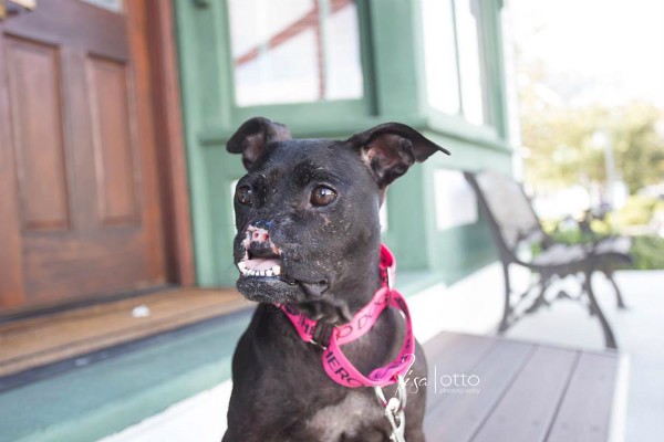 pitbull-defigure-Khaleesi-11