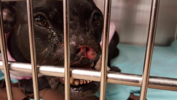 pitbull-defigure-Khaleesi-13