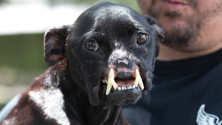 pitbull-defigure-Khaleesi-10